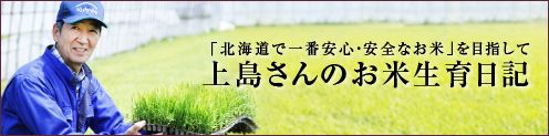 上島さんのお米生育日記